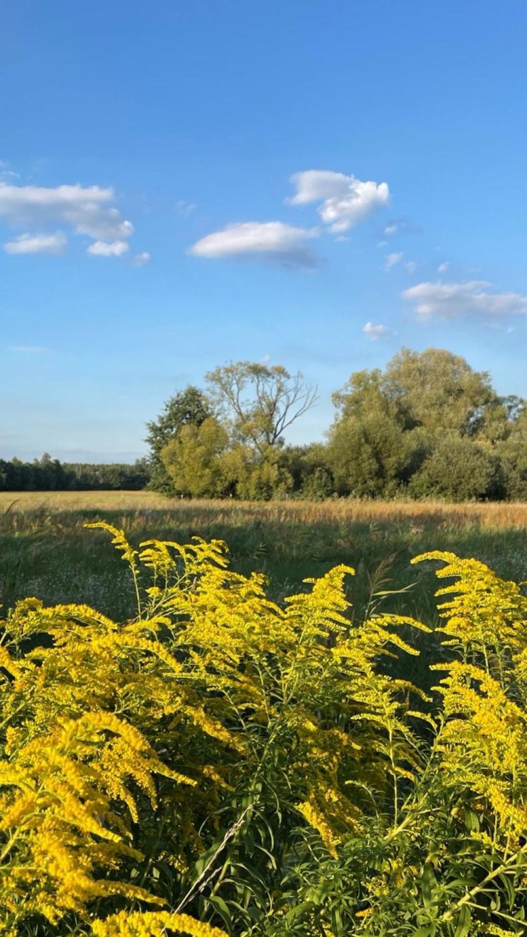 Guesthouse With 3 Apartments, Just Outside Berlin, Near To Tesla Burig Eksteriør bilde